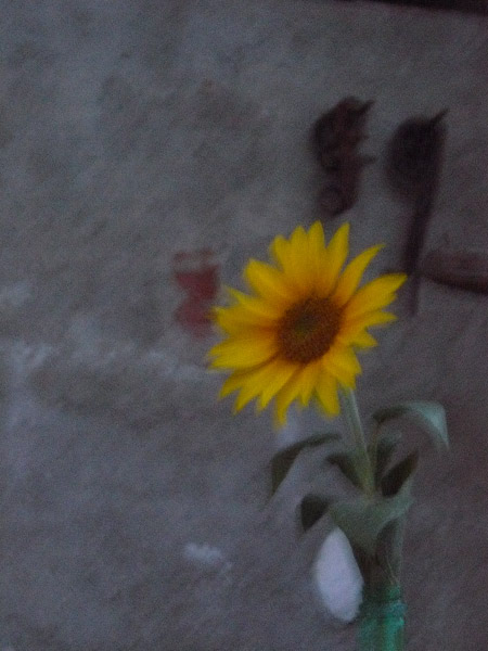 Eric's
                  sunflower