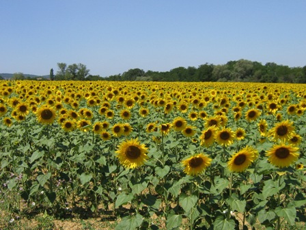 Sunflowers
                near Christine
