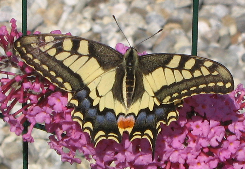 Swallowtail
